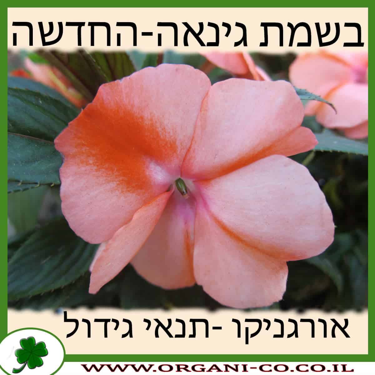 בשמת גינאה-החדשה