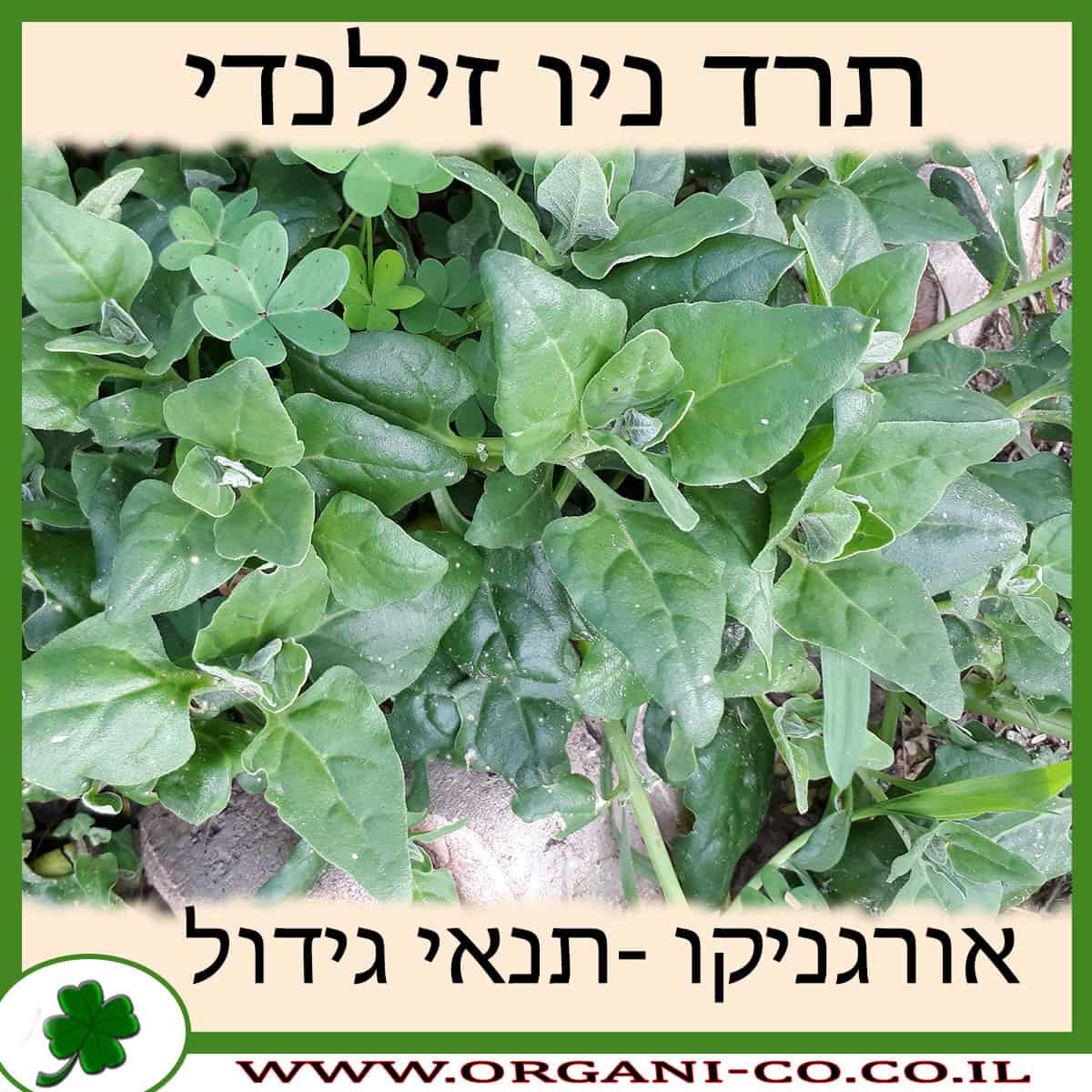 תרד ניו זילנדי גידול צמח