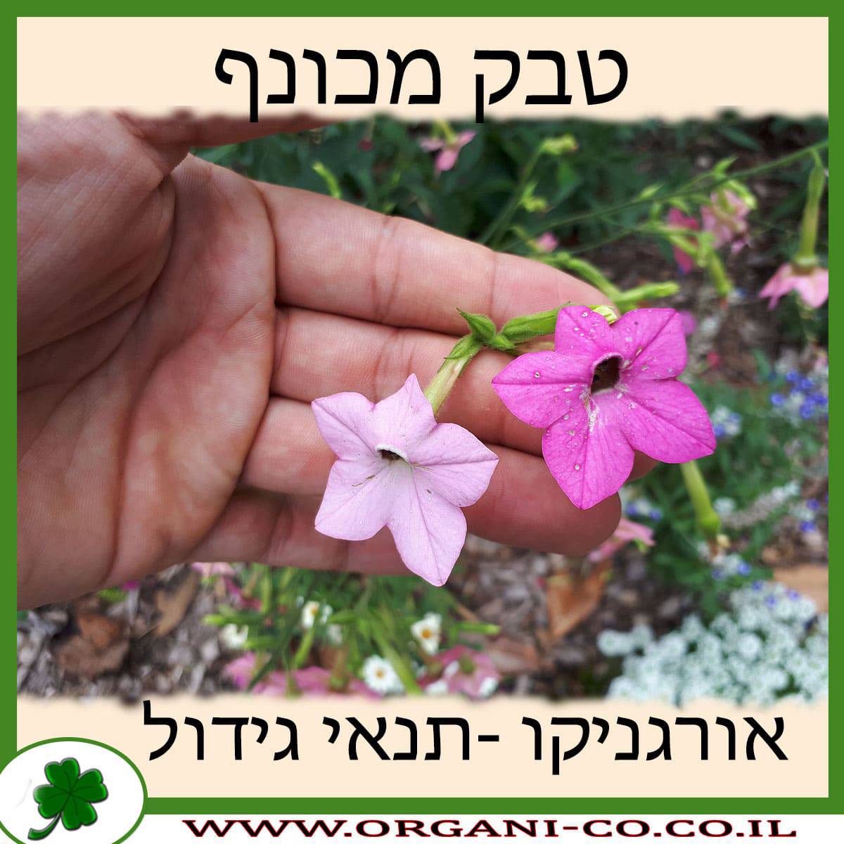 טבק מכונף