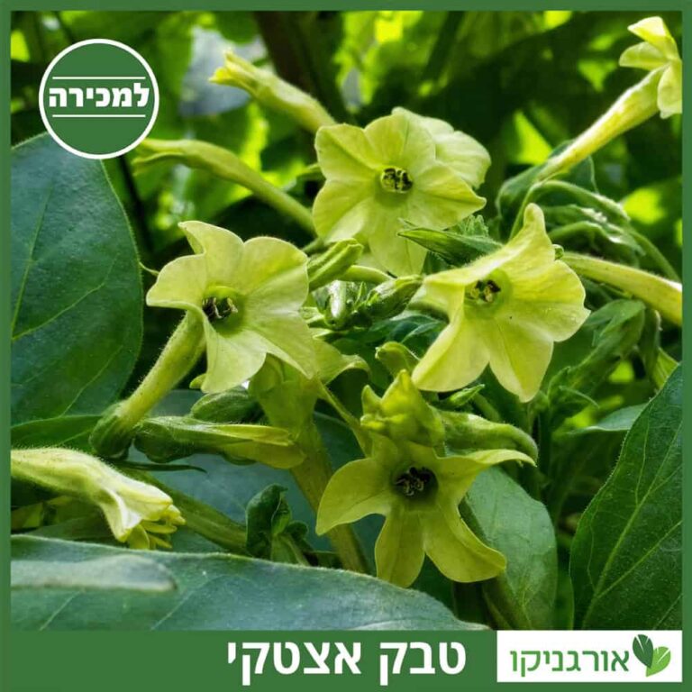 טבק אצטקי