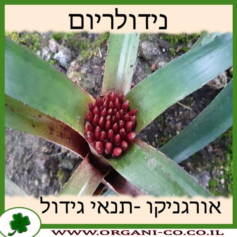 נידולריום נידולריום