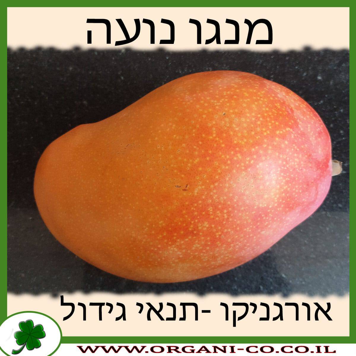 מנגו נועה