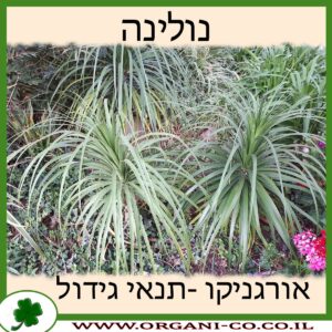 נולינה