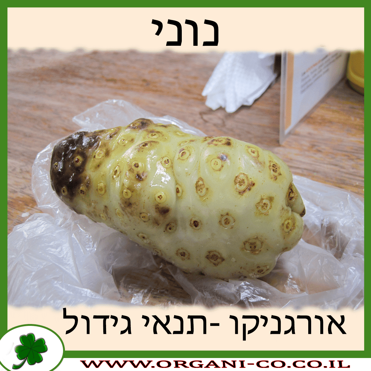 נוני גידול צמח