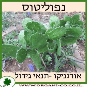 נפוליטוס גידול צמח