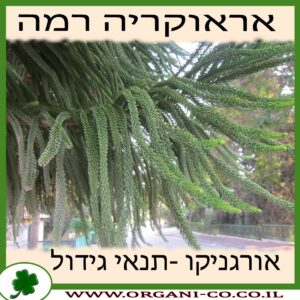 אראוקריה רמה גידול צמח