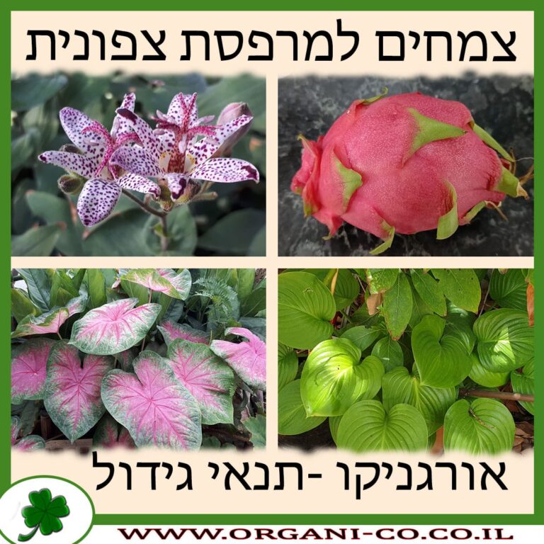צמחים למרפסת צפונית
