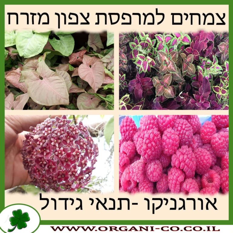 צמחים למרפסת צפון מזרח