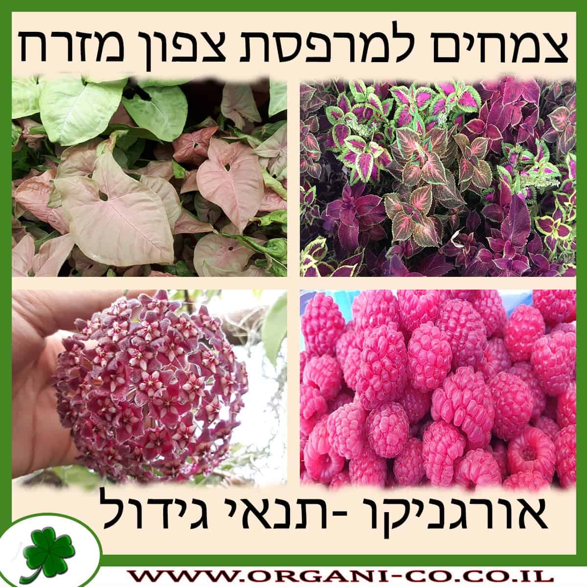 צמחים למרפסת צפון מזרח