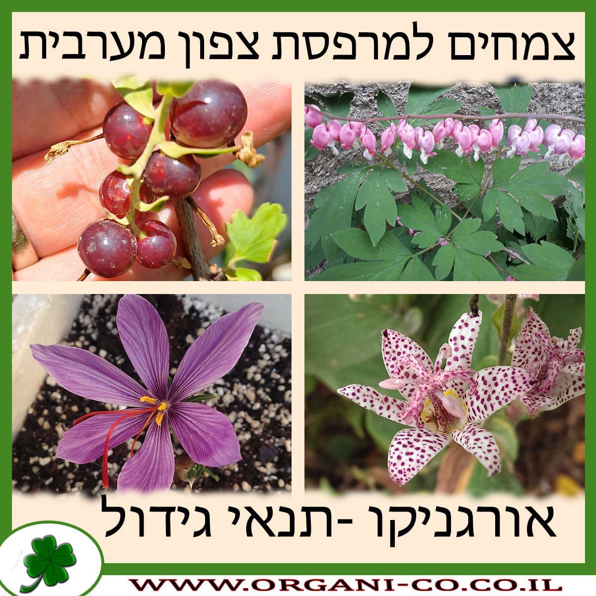 צמחים למרפסת צפון מערבית