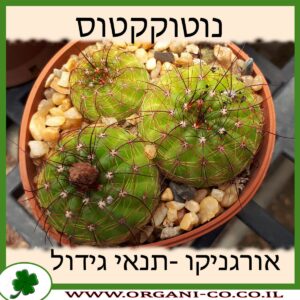 נוטוקקטוס
