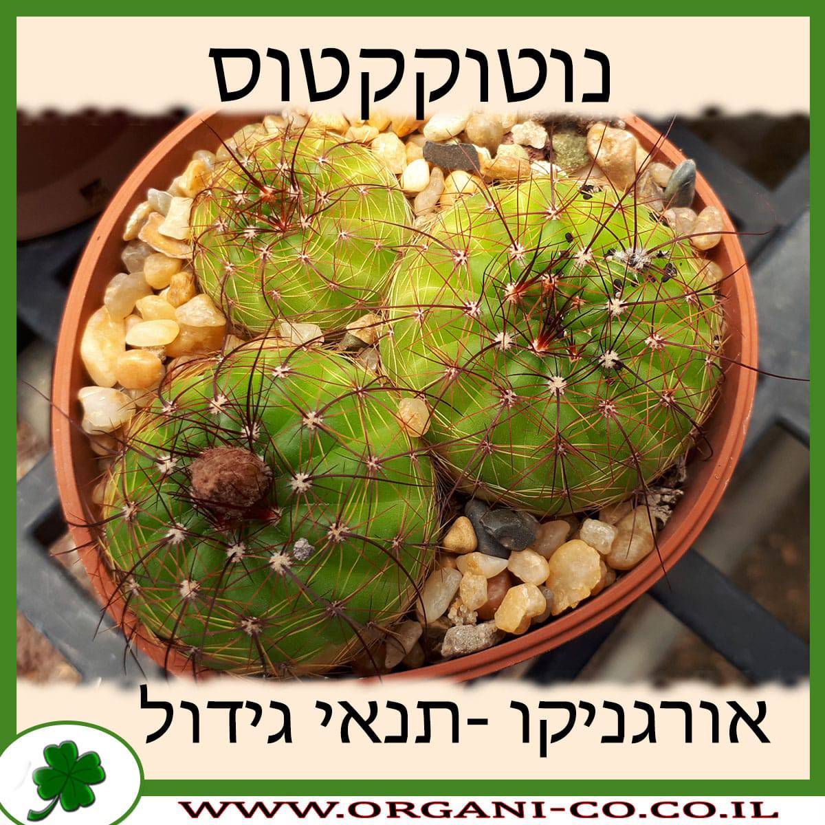 נוטוקקטוס