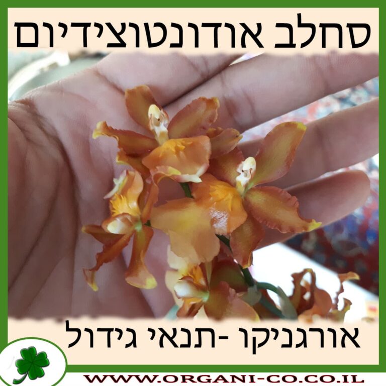 סחלב אודונטוצידיום סחלב אודונטוצידיום