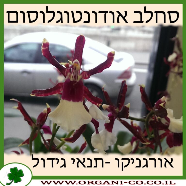סחלב אודונטוגלוסום סחלב אודונטוגלוסום