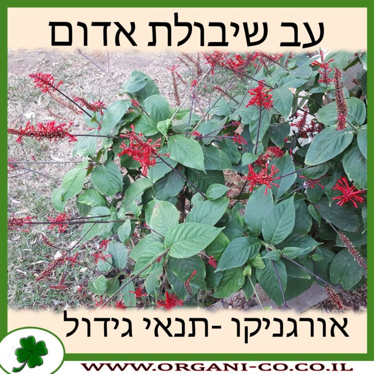 עב שיבולת אדום עב שיבולת אדום