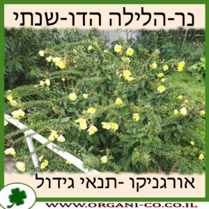 נר-הלילה הדו-שנתי