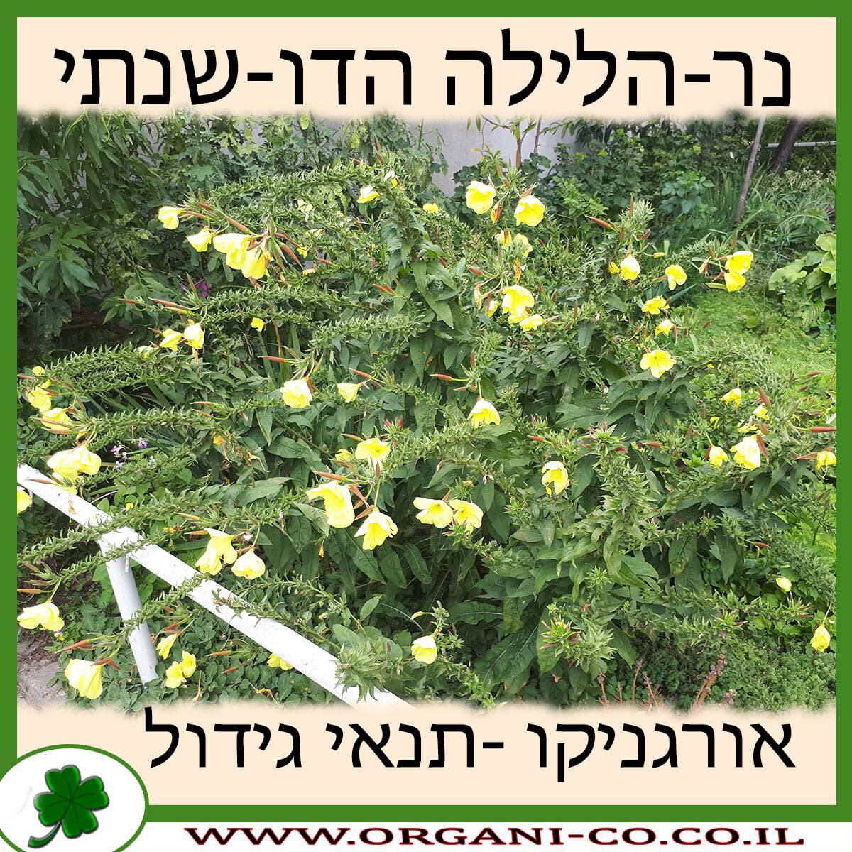 נר-הלילה הדו-שנתי