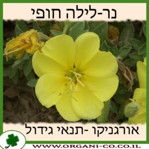 נר-לילה חופי
