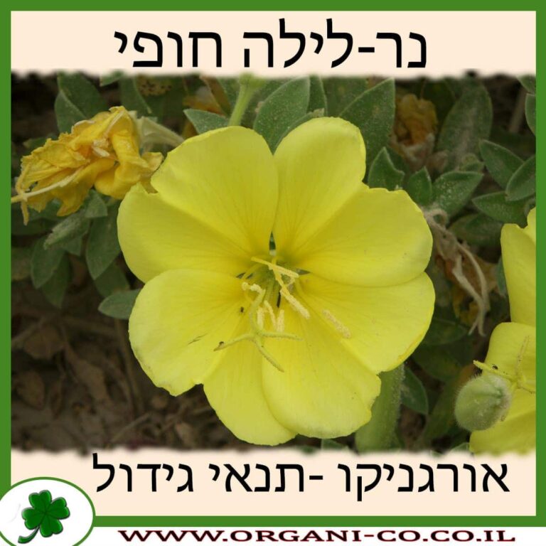 נר-לילה חופי