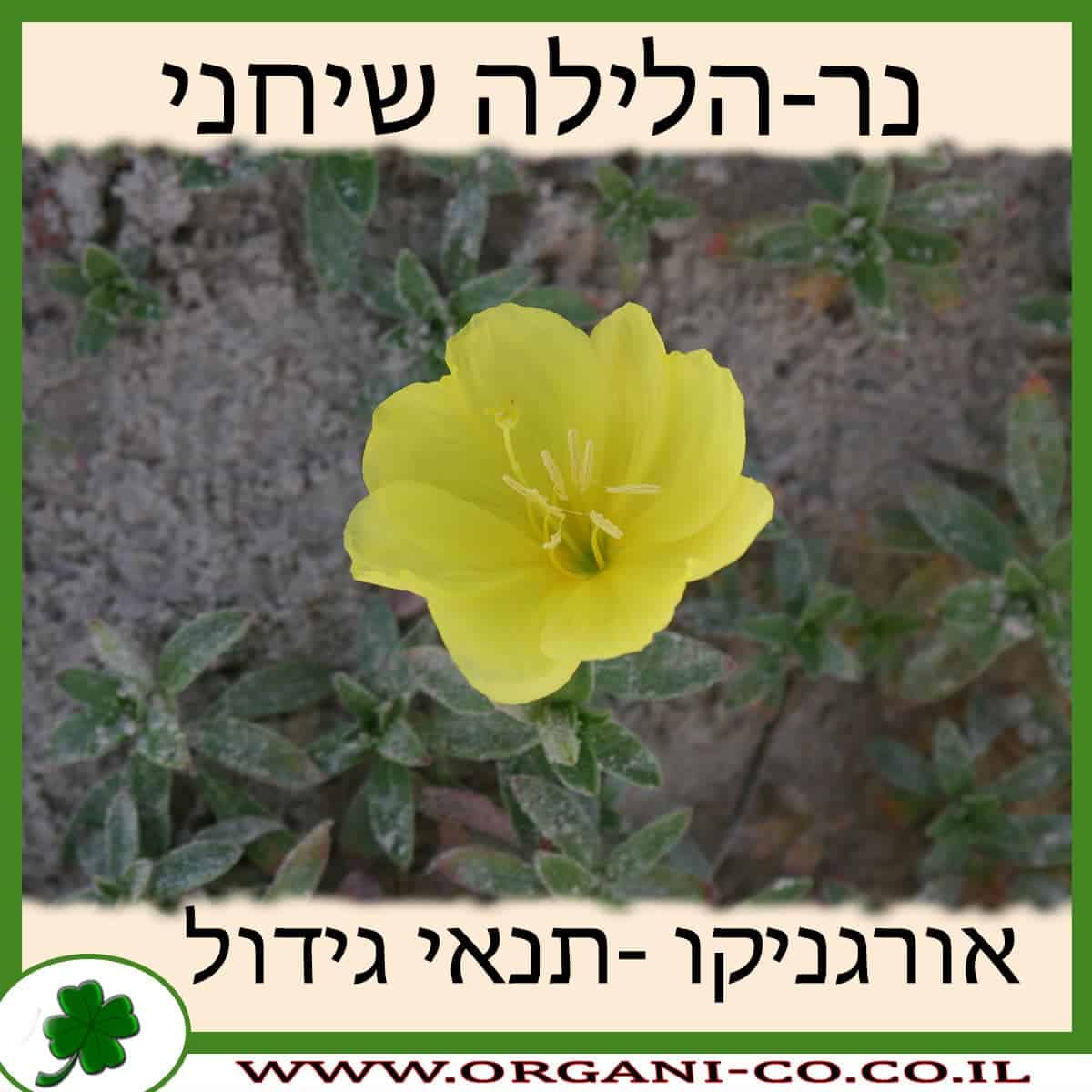 נר-לילה שיחני
