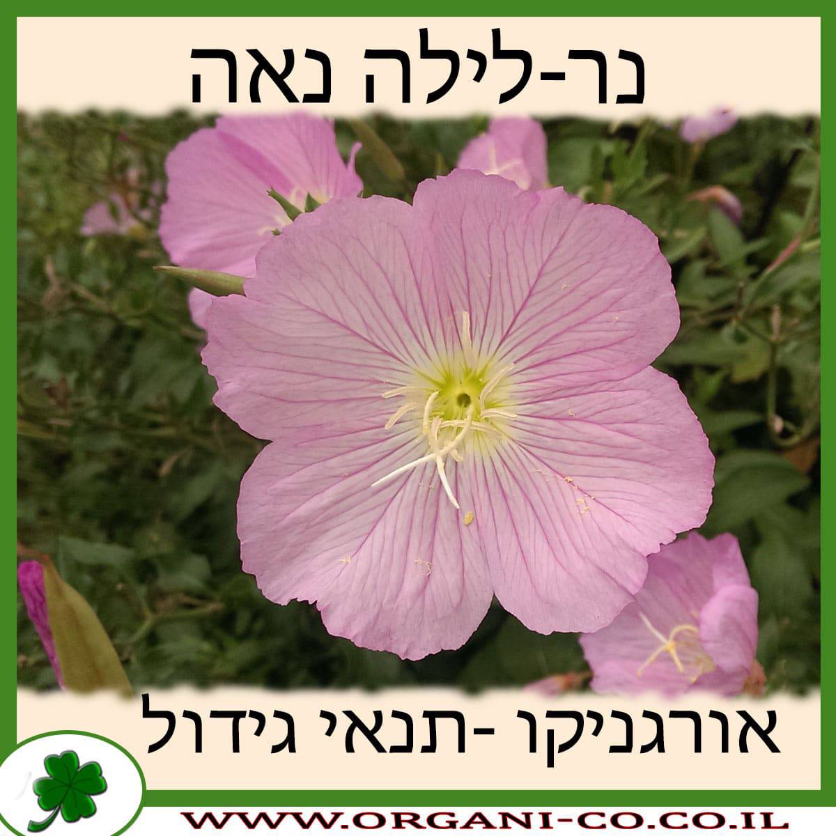 נר-לילה נאה