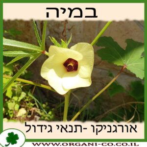 במיה גידול צמח