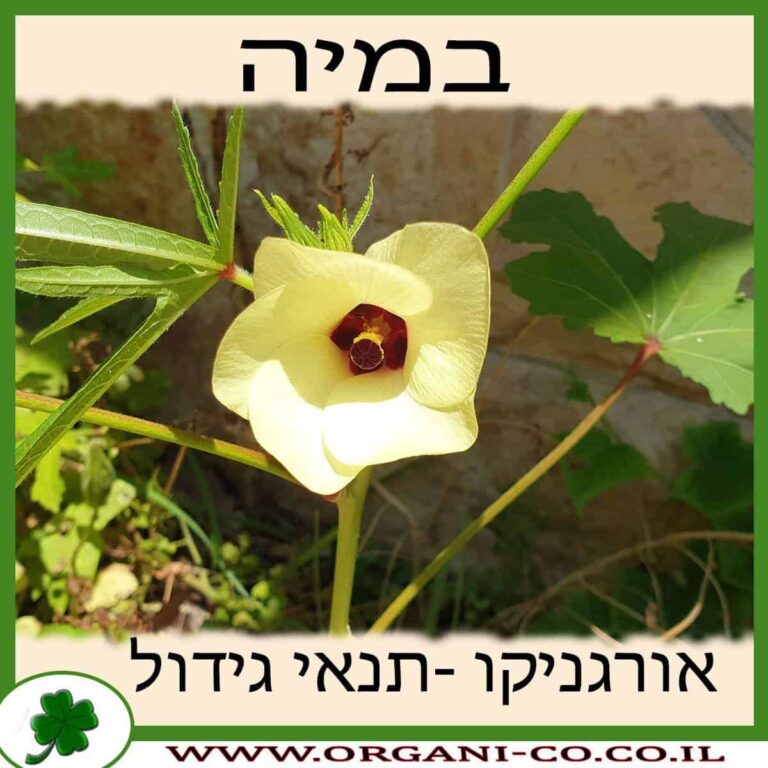 במיה במיה גידול צמח