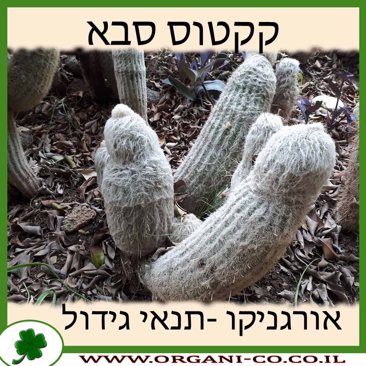 קקטוס סבא
