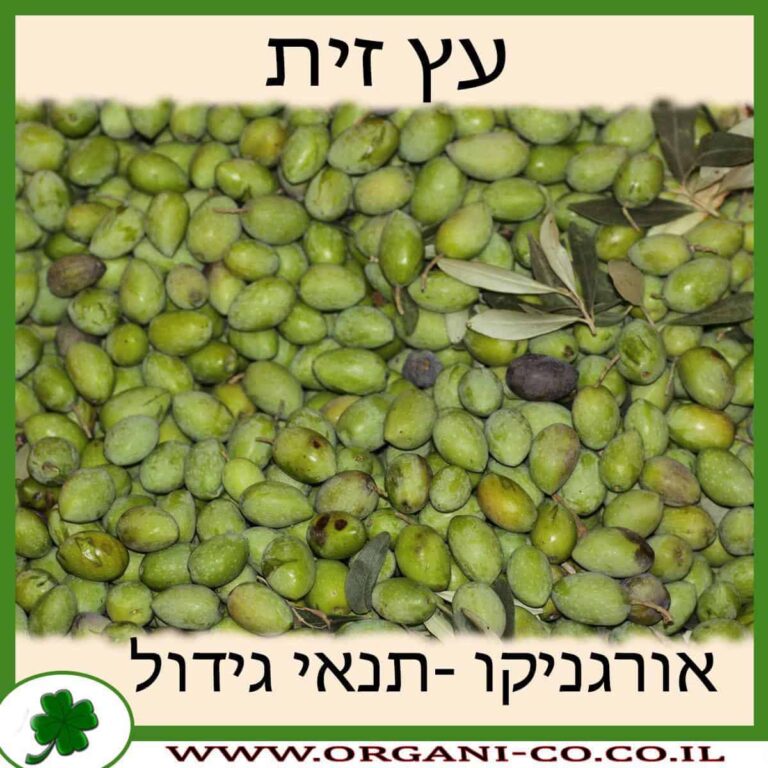 זית עץ זית גידול צמח