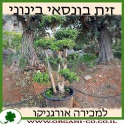 זית בונסאי בינוני