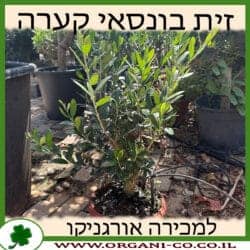 זית בונסאי קערה 30 ליטר
