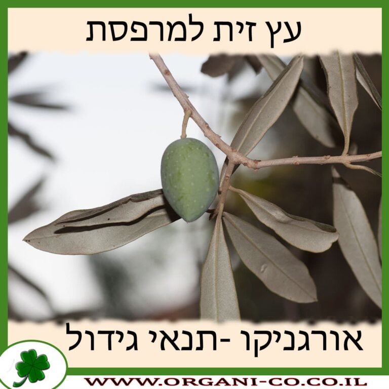 עץ זית למרפסת