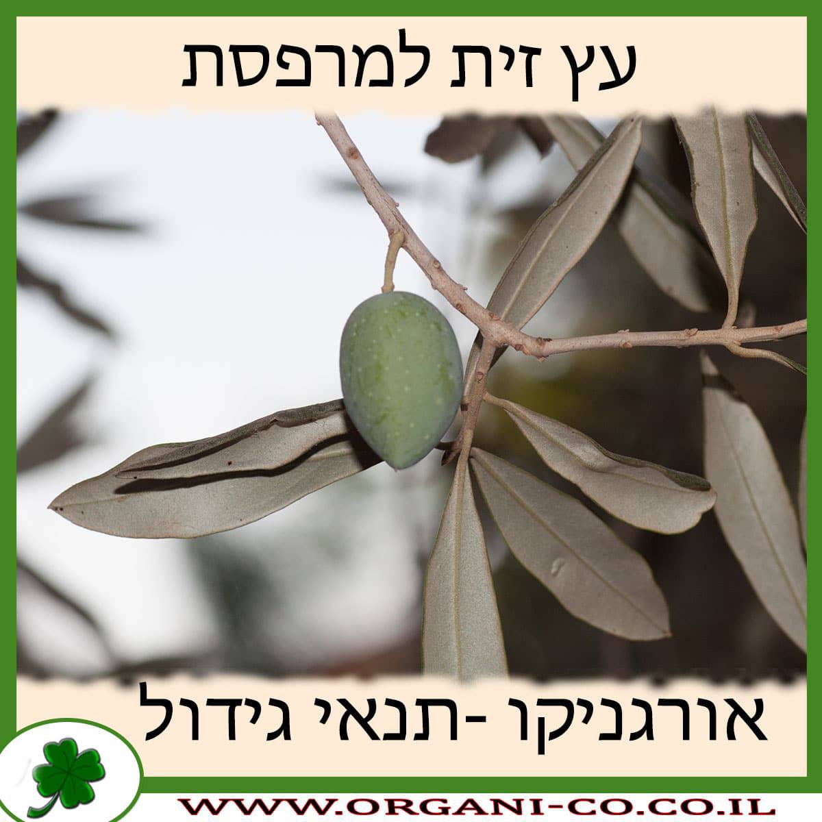 עץ זית למרפסת