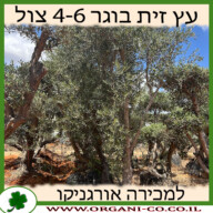 עץ זית בוגר מצוי 4-6 צול למכירה - מחיר