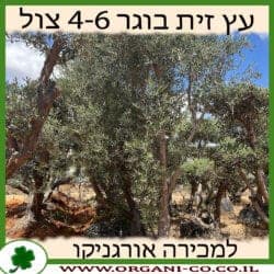 עץ זית בוגר מצוי 4-6 צול
