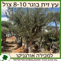 עץ זית בוגר 8-10 צול