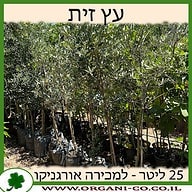 עץ זית 25 ליטר למכירה - מחיר