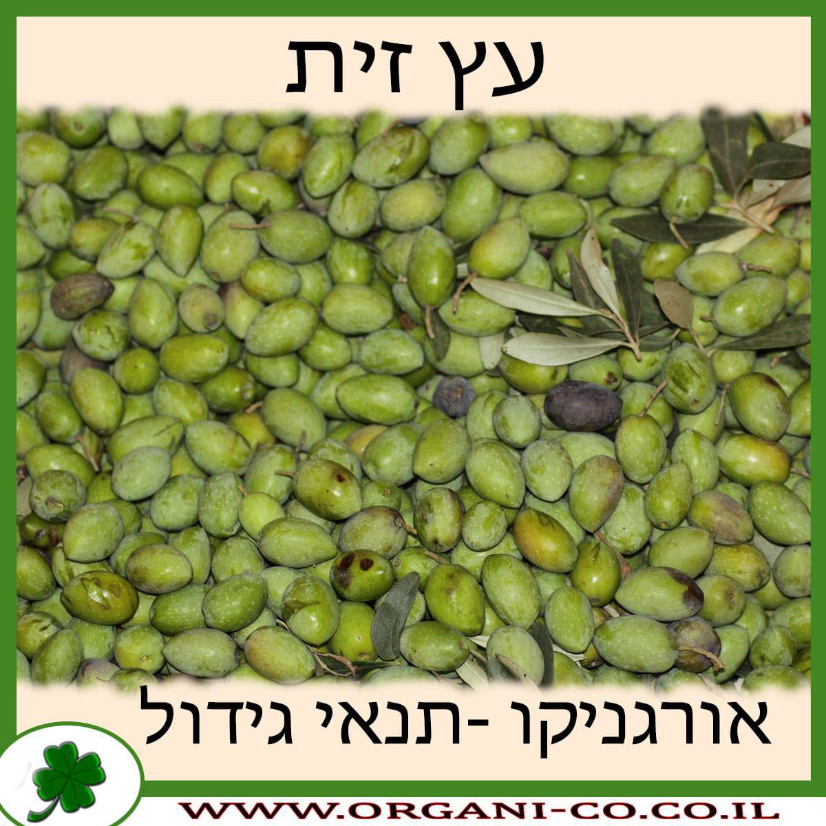 זית גידול צמח