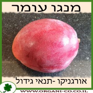 מנגו עומר עץ