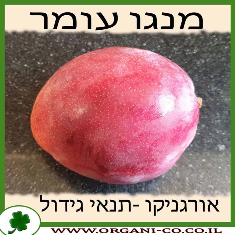 מנגו עומר מנגו עומר עץ