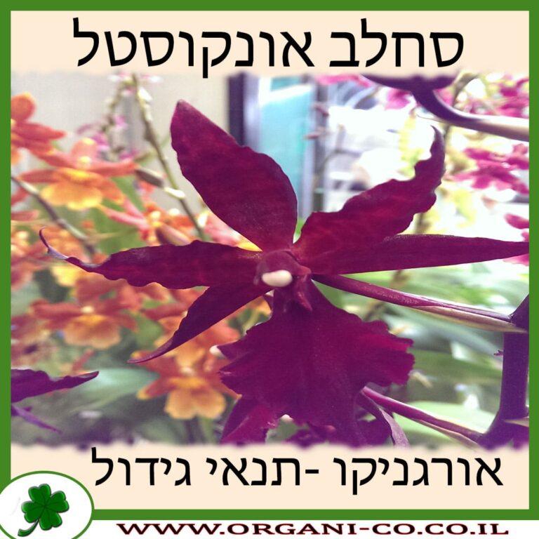 סחלב אונקוסטל סחלב אונקוסטל