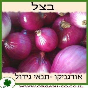 בצל גידול צמח