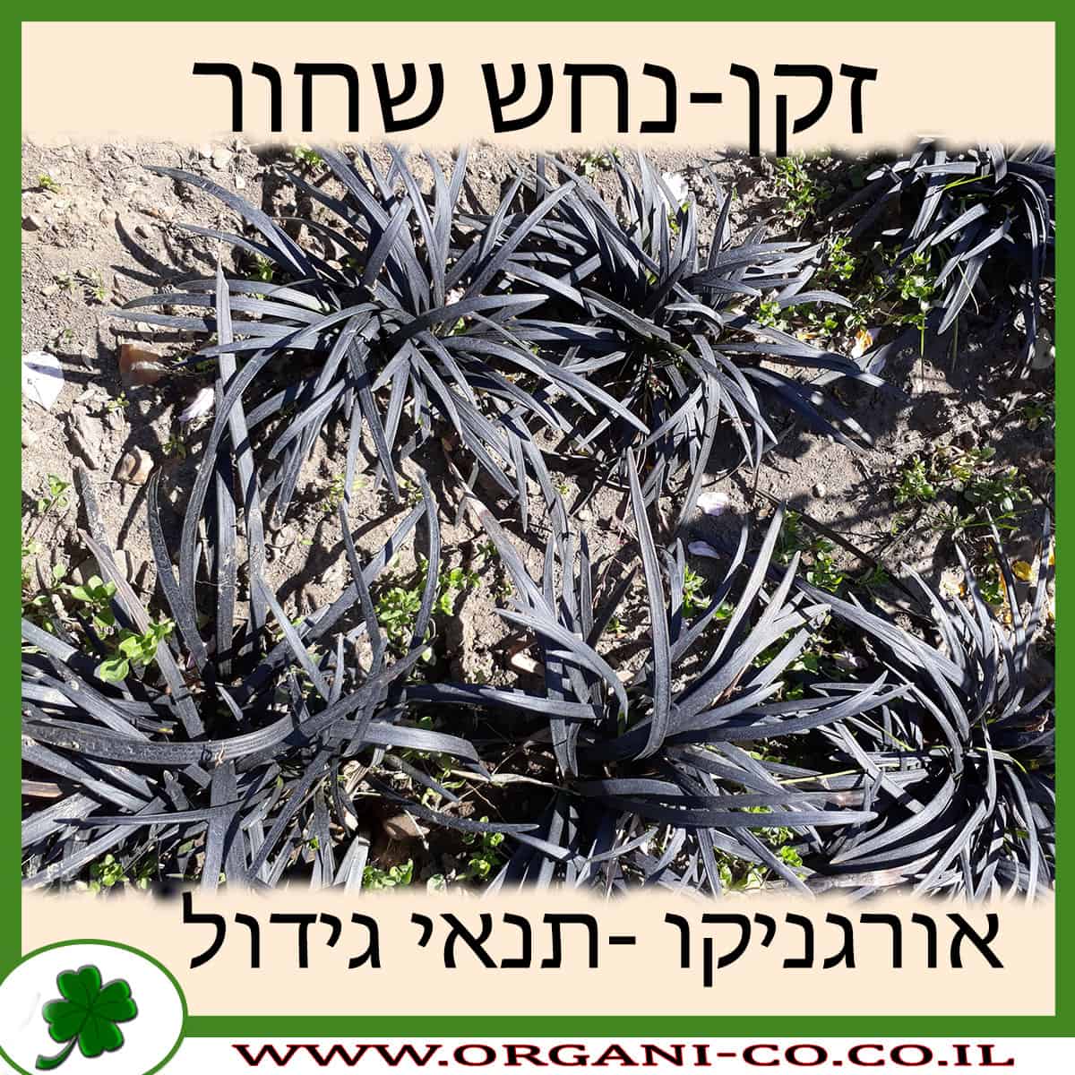 זקן-נחש שחור