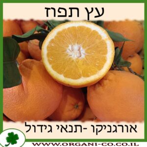 תפוז גידול צמח