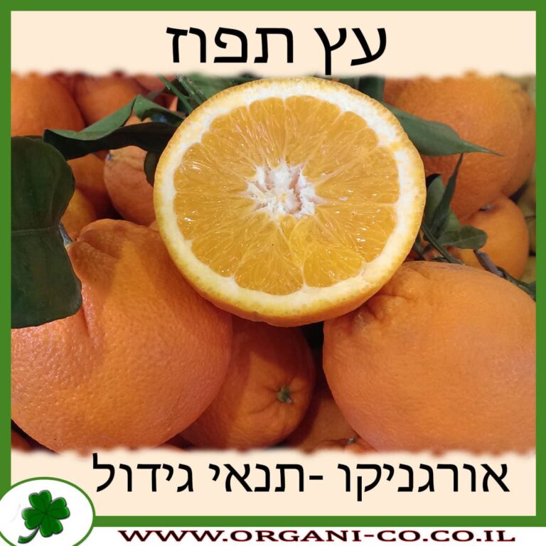 תפוז עץ תפוז גידול צמח