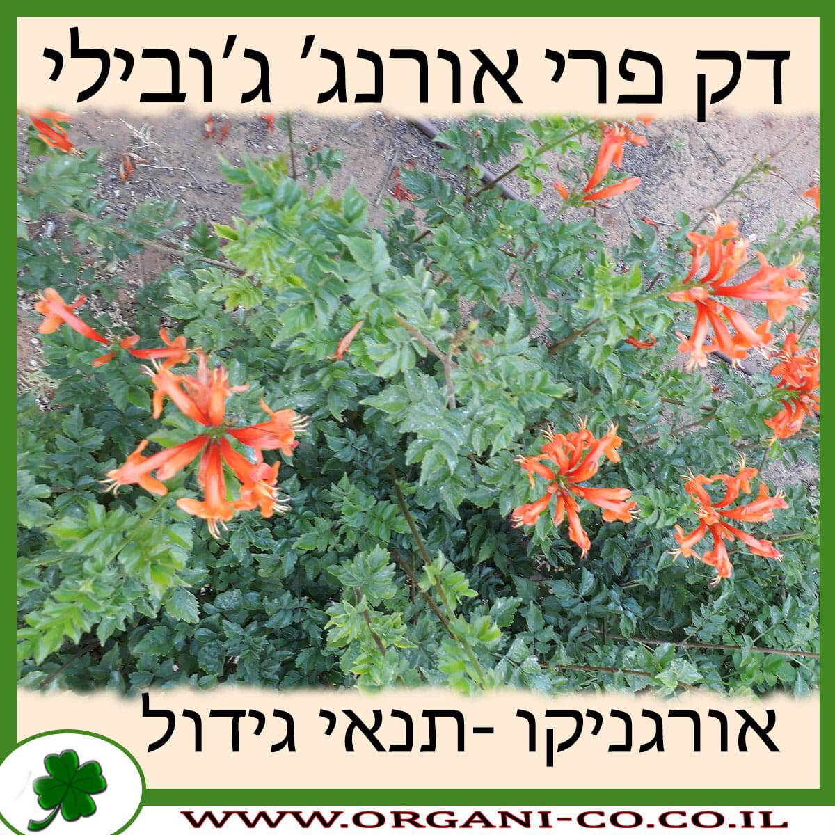 דק פרי אורנג’ ג’ובילי