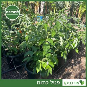 פטל כתום 10 ליטר למכירה - מחיר
