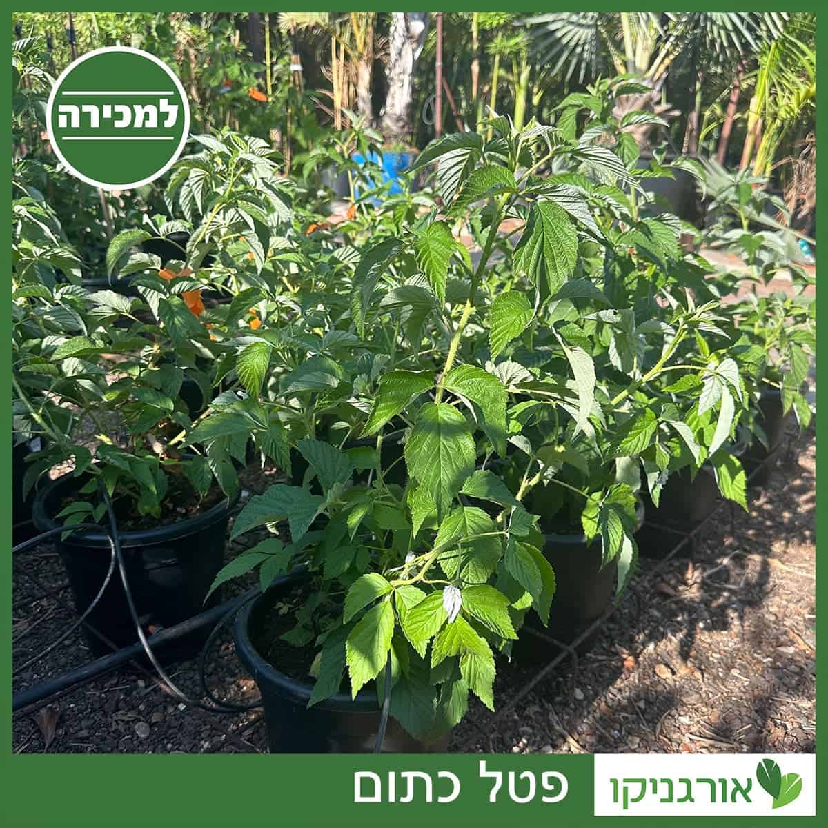 פטל כתום 10 ליטר למכירה - מחיר