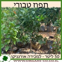 תפוז שמוטי 50 ליטר