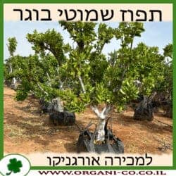 תפוז שמוטי בוגר 4-6 צול